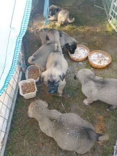 TURKISH KANGAL PUPPIES