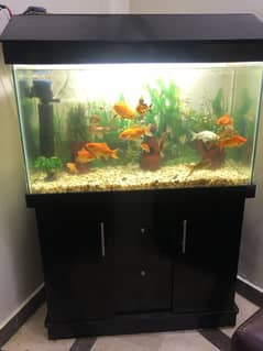 Fish Aquarium