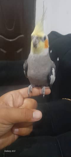 Grey cocktail parrot male hamd tamed/hamd-trained