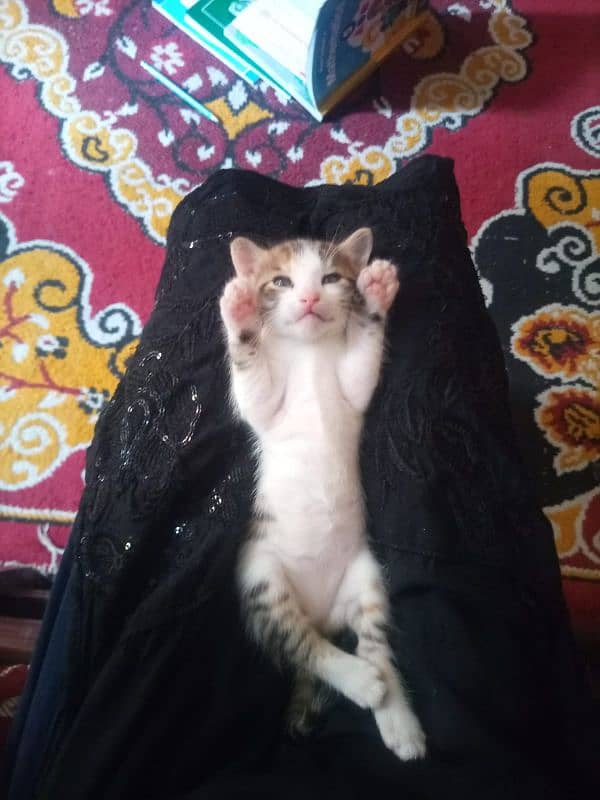 kittens for sale 1