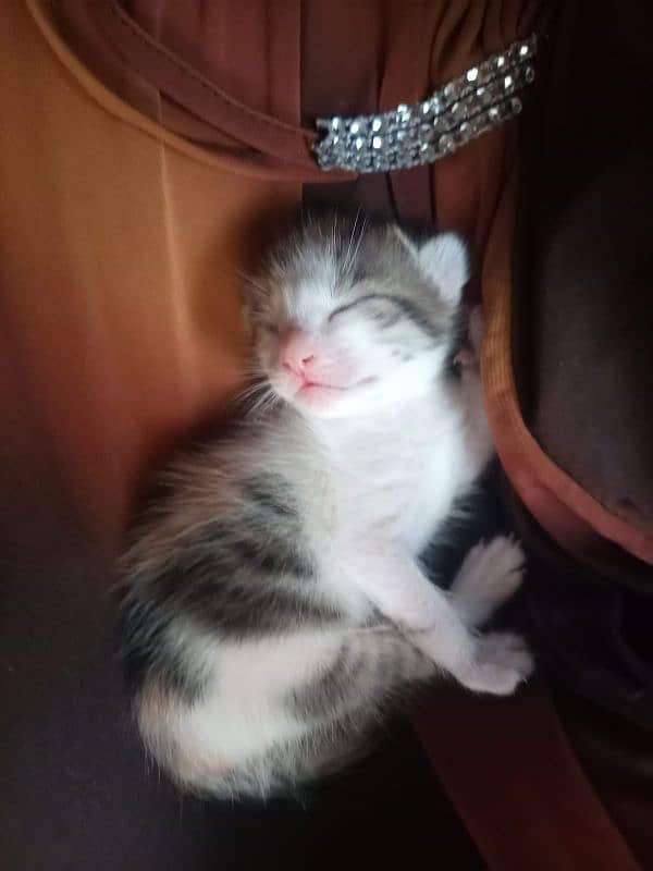 kittens for sale 2