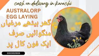 Australorp