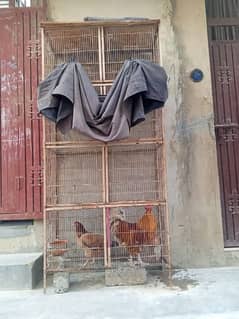 Hen