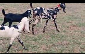 bakri shera print
