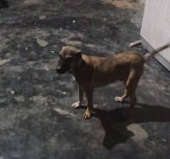 kangal