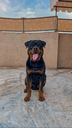 Rottweiler