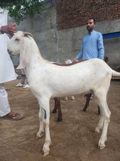2 Dant Goats for sale for Qurbani 2025