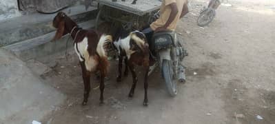 3 Qurbani Bakra for sale 2 dant