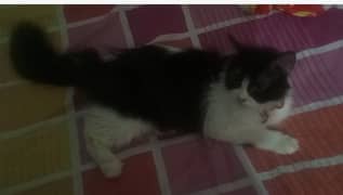 Persian female cat for sale 03280592995