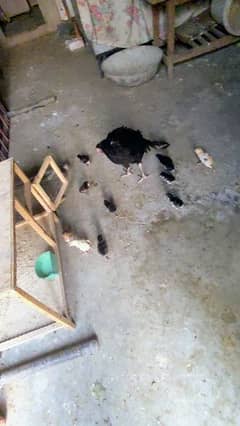 Aseel hen baicho ka sat