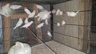 White Java adult and phatty available