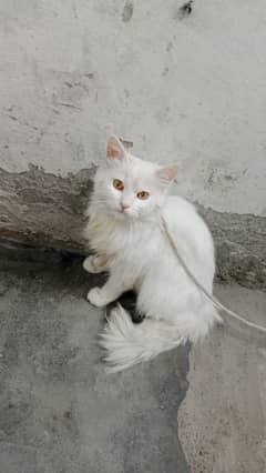 female Russian cat good health