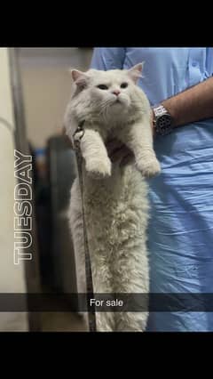 White persian male tripple coated