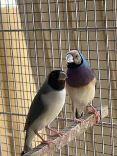 Blue Gouldian Exi