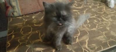 Persian Bunch Face