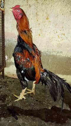 Aseel Maiwali Lakha