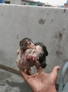 MIANWALI GAMER ASEEL CHICKS PAIR AVAILABLE
