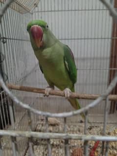 Raw parrot for sale with one female normal parrot.