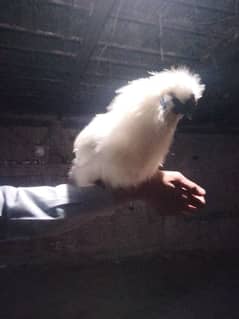 silkie breeder male