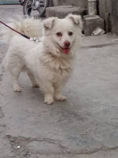 Russian male triple coated