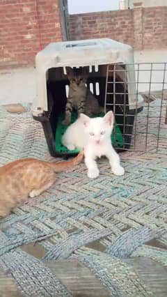Persian Cats  0334-4458-741