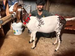 2 dant khassi male beautiful goats for quarbani 2025
