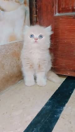 Persian Female kitten
