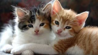 Fast and Healthy Kitten Pair For Sale