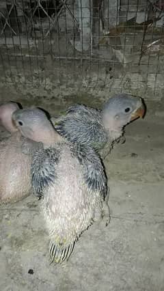 Raw/parrots/chicks/tota/for