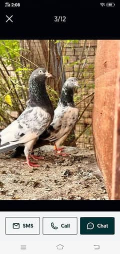 Top breeder birds