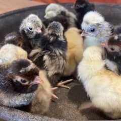 Heavy golden buff and polish chicks Healthy active on Reasonable price