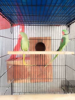 RAW BREEDER PAIR.