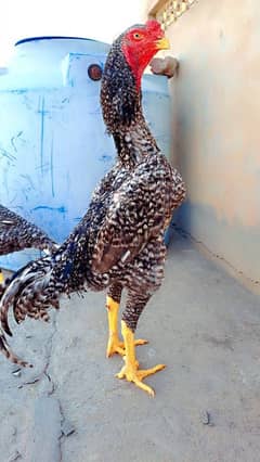 O shamo Breeders