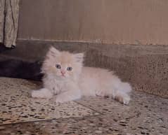 persion kitten