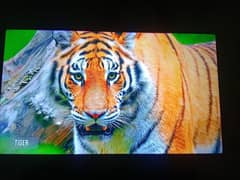 TCL smart Q LED 55 C716,