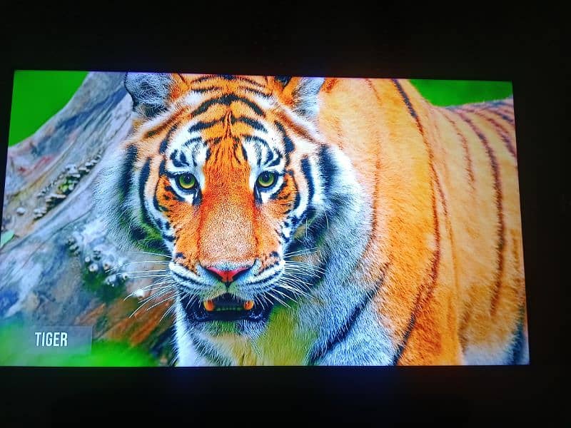 TCL smart Q LED 55 C716, 0