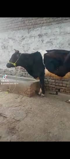 Cow For Qurbani