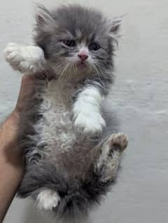 Persian Kittens
