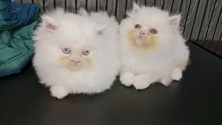 Triple coat punch face female kitten piki bloodline