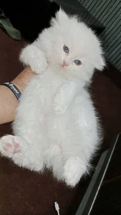 Persian
