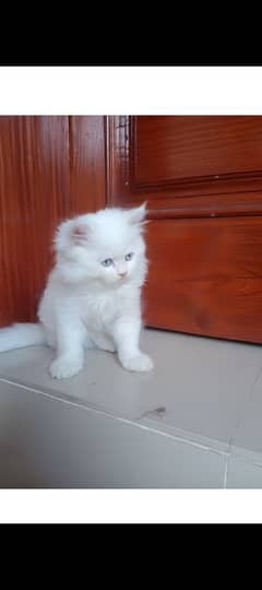 persion kitten . .