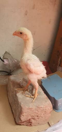 WHITE OH SHAMO | KING SHAMO | WHITE SHAMO CHICKS | SHAMO ASEEL