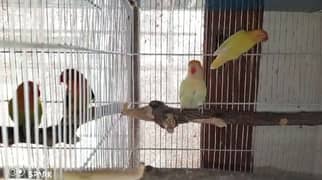 cremino breeder pair with chicks. . . white java with eggs