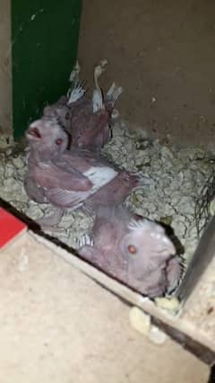 cocktail chicks cockatiel/parrot/Albino eno RedEye/commonWhite Read ad