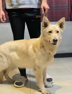 Breeder white German shepherd long coat female