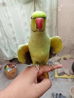 ready to bread male hand team full
