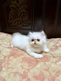 XPunch Female Kitten