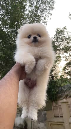 Pomeranian
