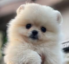Pomeranian puppy