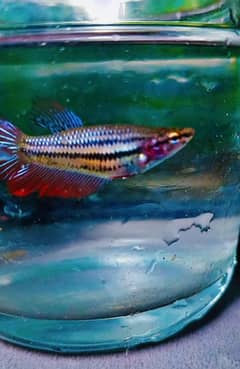 Betta fish